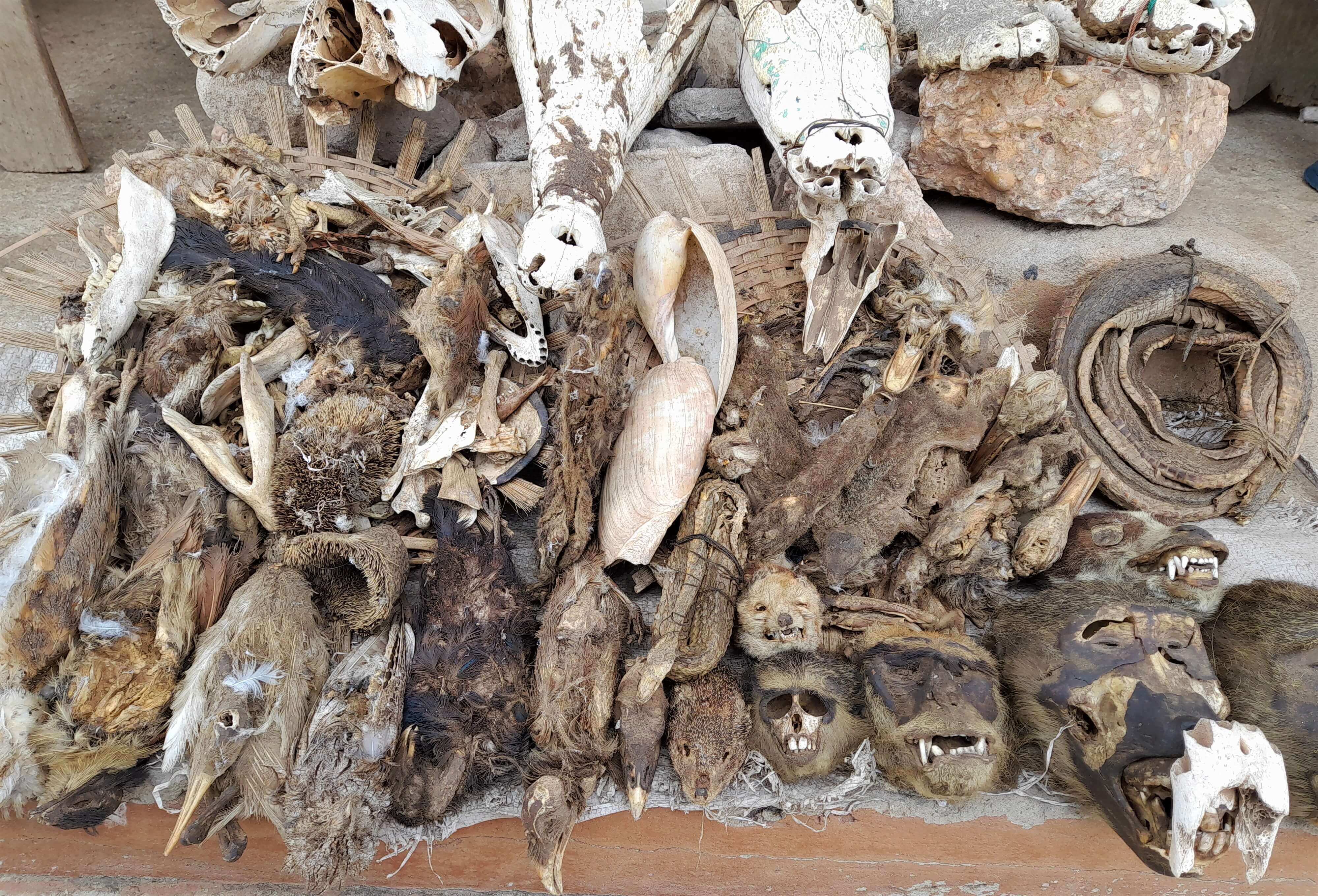 exposition animaux au marche aux fetiches akodessewa togo